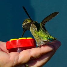 Flower Hummingbird Ring Feeders, tiny hand held hummingbird feeders
