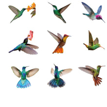 Hummingbird Window Stickers, Anti-Collision Window Clings Decals  Hummingbird Stickers Prevent Bird Strikes on Window Glass